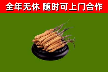 温州回收冬虫夏草